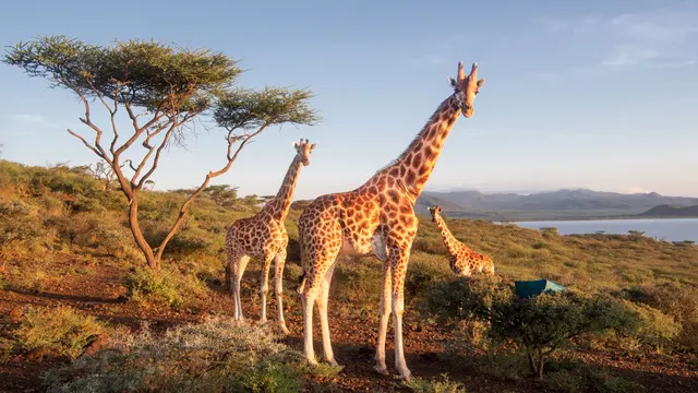 Mara Bushtops Safari Cam — Maasai Mara, Kenya