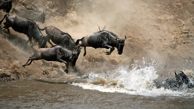 Mara River Crossing — Maasai Mara, Kenya