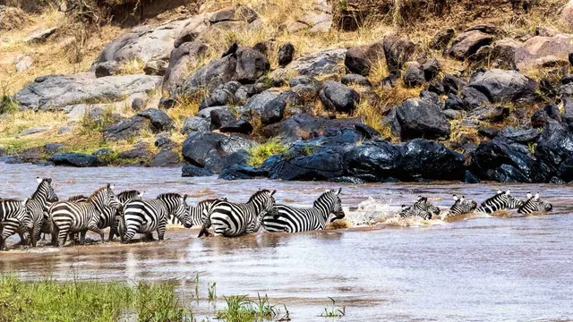 Fig Tree Crossing, Mara River — Maasai Mara, Narok