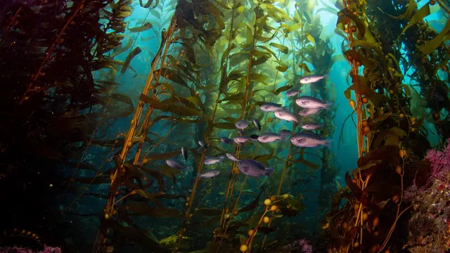 Kelp Forest Cam — Monterey, California