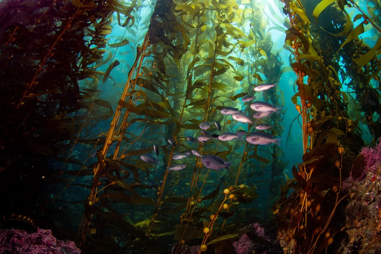 Kelp Forest Cam — Monterey, California