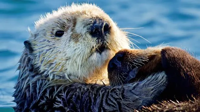 Sea Otters, Monterey Bay — Monterey, California