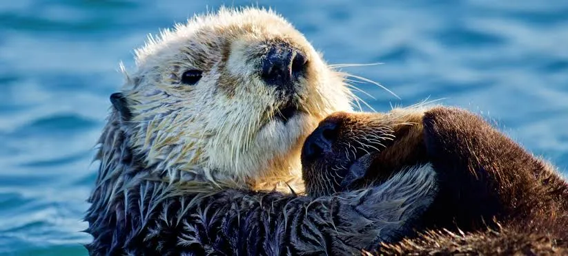 Sea Otters, Monterey Bay — Monterey, California