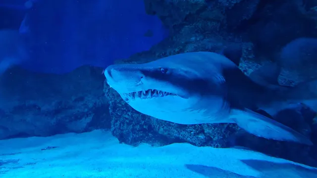 Shark Cam, Monterey Bay — Monterey, California