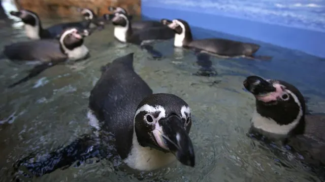 Penguin Cam, Moody Gardens — Galveston, Texas