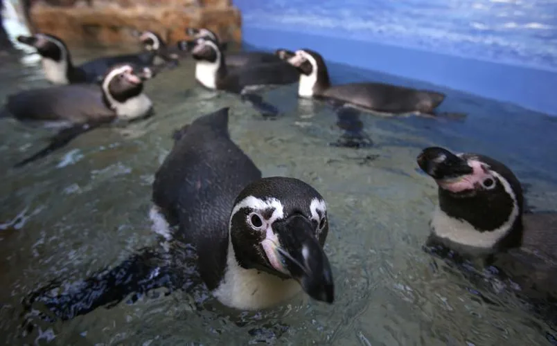 Penguin Cam, Moody Gardens — Galveston, Texas