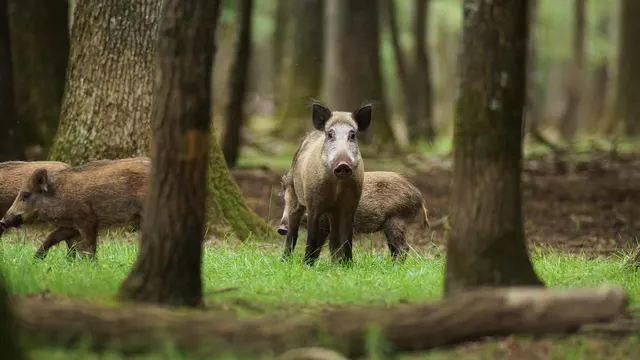 Wildlife in the Forest — North Jutland