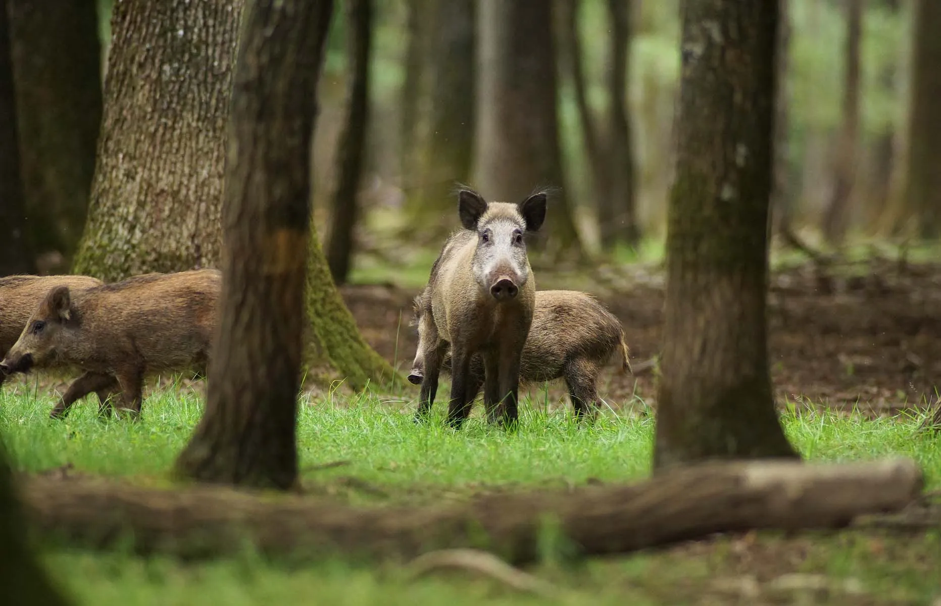 Wildlife in the Forest — live webcam view over North Jutland, Denmark