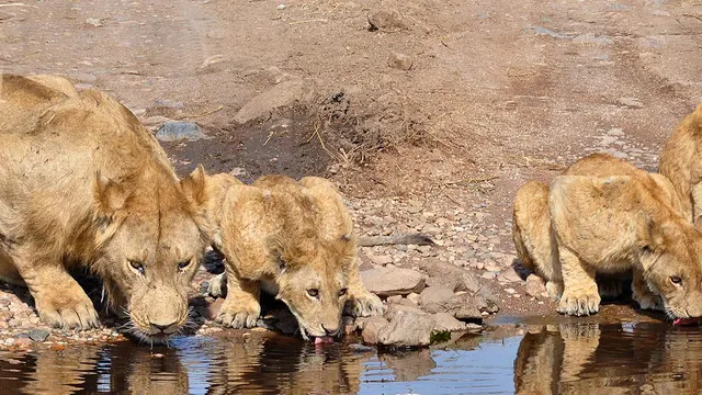 Cat Eye Cam, Naledi — Greater Kruger, Limpopo
