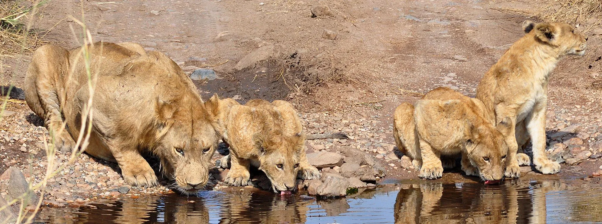 Cat Eye Cam, Naledi — live webcam view over Greater Kruger, Limpopo, South Africa