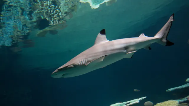 Blacktip Reef, National Aquarium — Inner Harbor, Baltimore