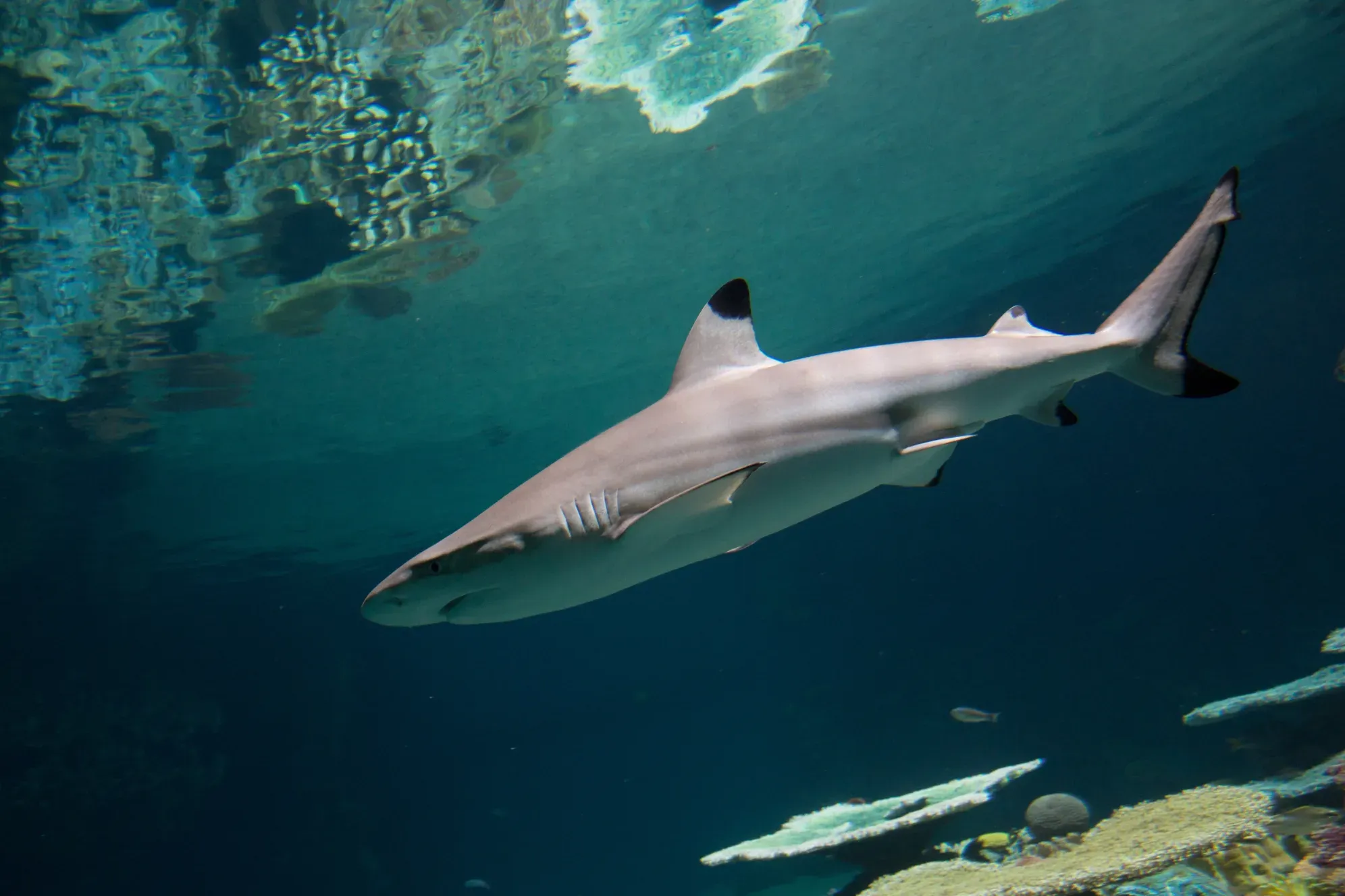 Blacktip Reef, National Aquarium — live webcam view over Inner Harbor, Baltimore, United States