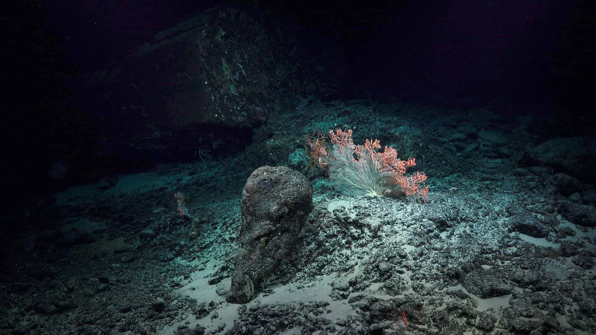 Nautilus Deep-Sea ROV — live webcam view over E/V Nautilus, Pacific Ocean, United States
