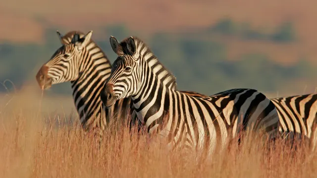 Nkorho Bush Lodge — Sabi Sand Reserve, Mpumalanga