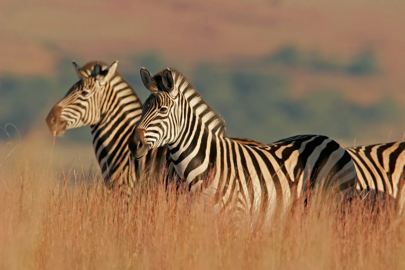 Nkorho Bush Lodge — live webcam view over Sabi Sand Reserve, Mpumalanga, South Africa