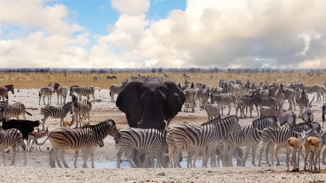 Okaukuejo Waterhole — Okaukuejo, Etosha National Park