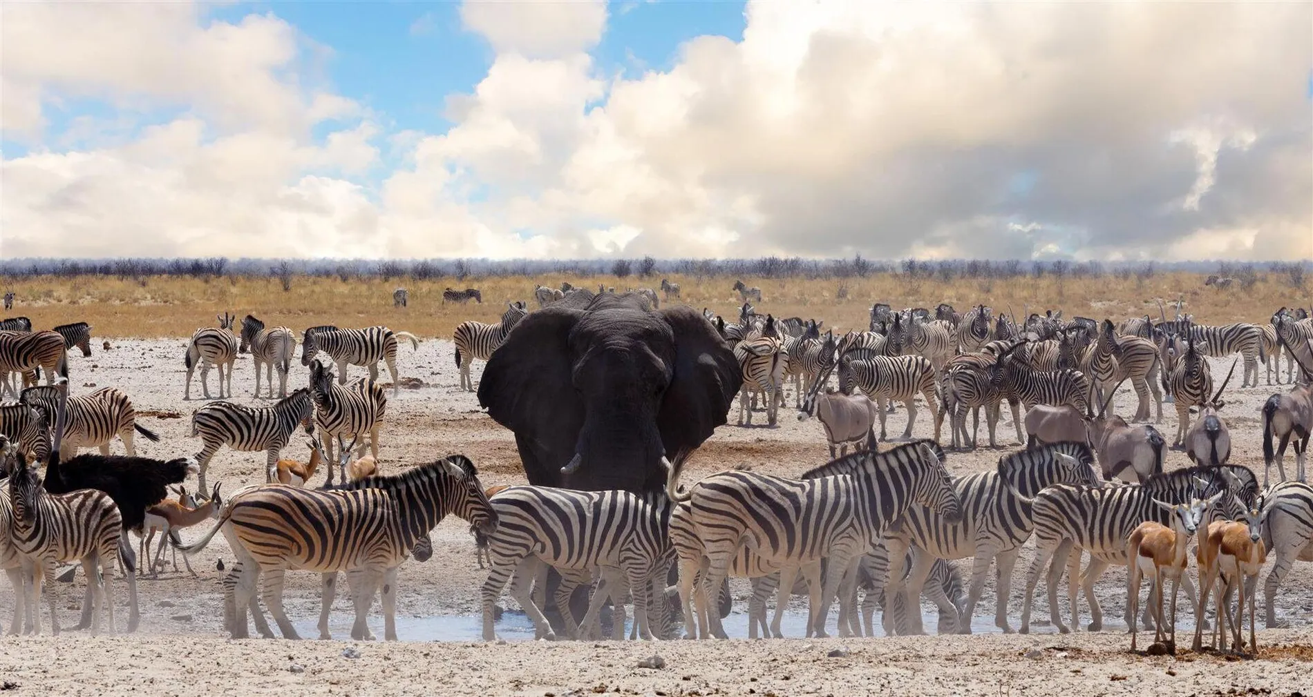 Okaukuejo Waterhole — live webcam view over Okaukuejo, Etosha National Park, Namibia