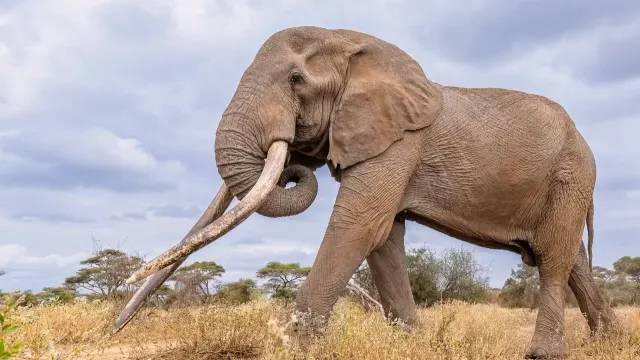 ol Donyo Waterhole, Kenya — Chyulu Hills, Kenya