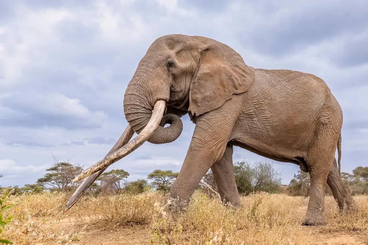 ol Donyo Waterhole, Kenya, Chyulu Hills