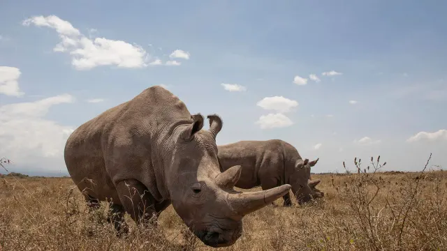 Porini Rhino Camp, Ol Pejeta — Ol Pejeta Conservancy, Laikipia