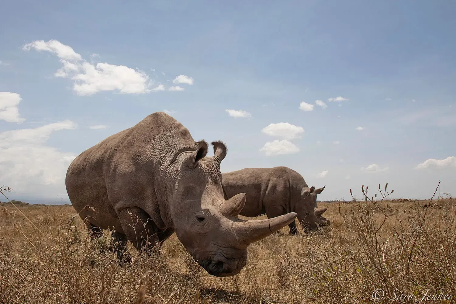Porini Rhino Camp, Ol Pejeta — live webcam view over Ol Pejeta Conservancy, Laikipia, Kenya