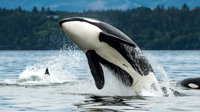 OrcaLab Whale Lookout — Hanson Island, British Columbia