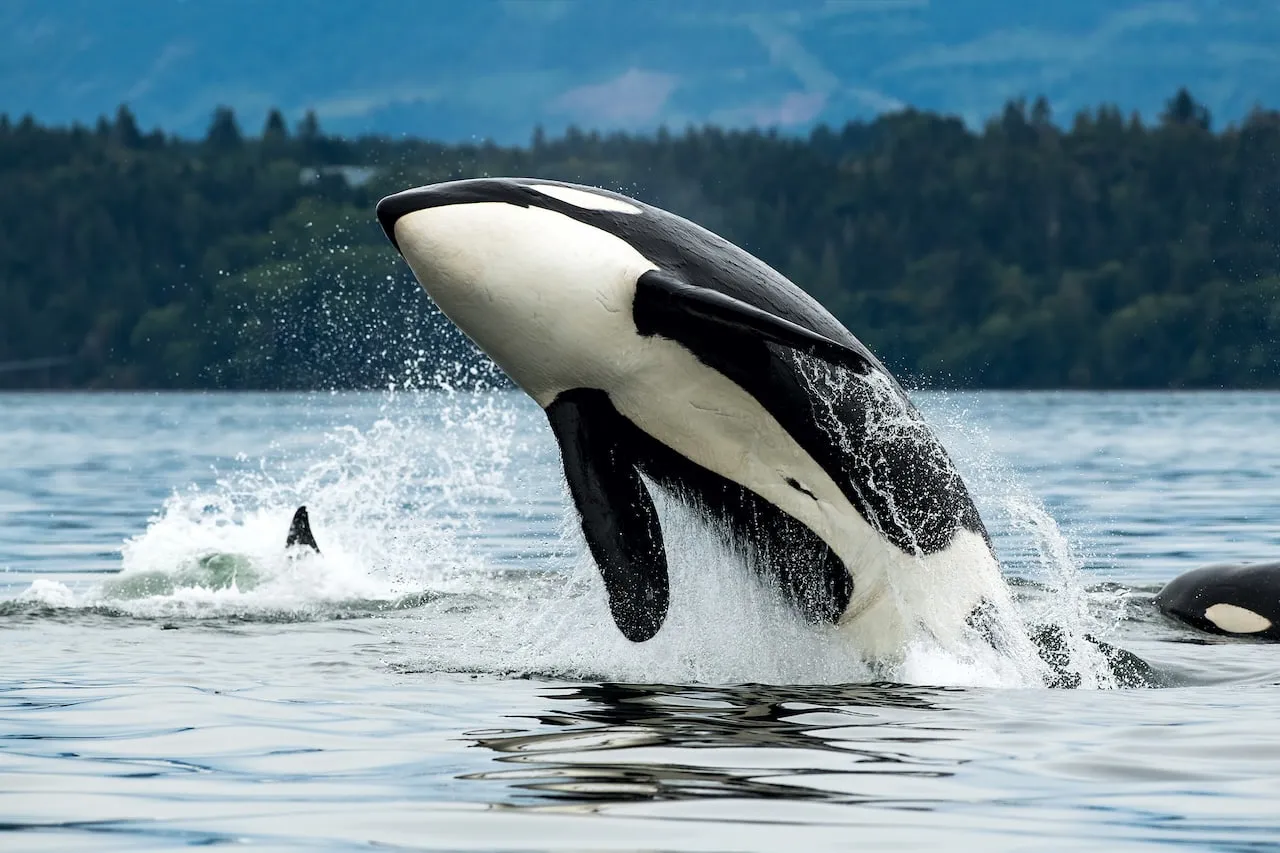 OrcaLab Whale Lookout — live webcam view over Hanson Island, British Columbia, Canada