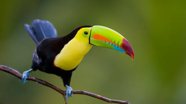 Panama Fruit Feeder — El Valle de Antón, Panama