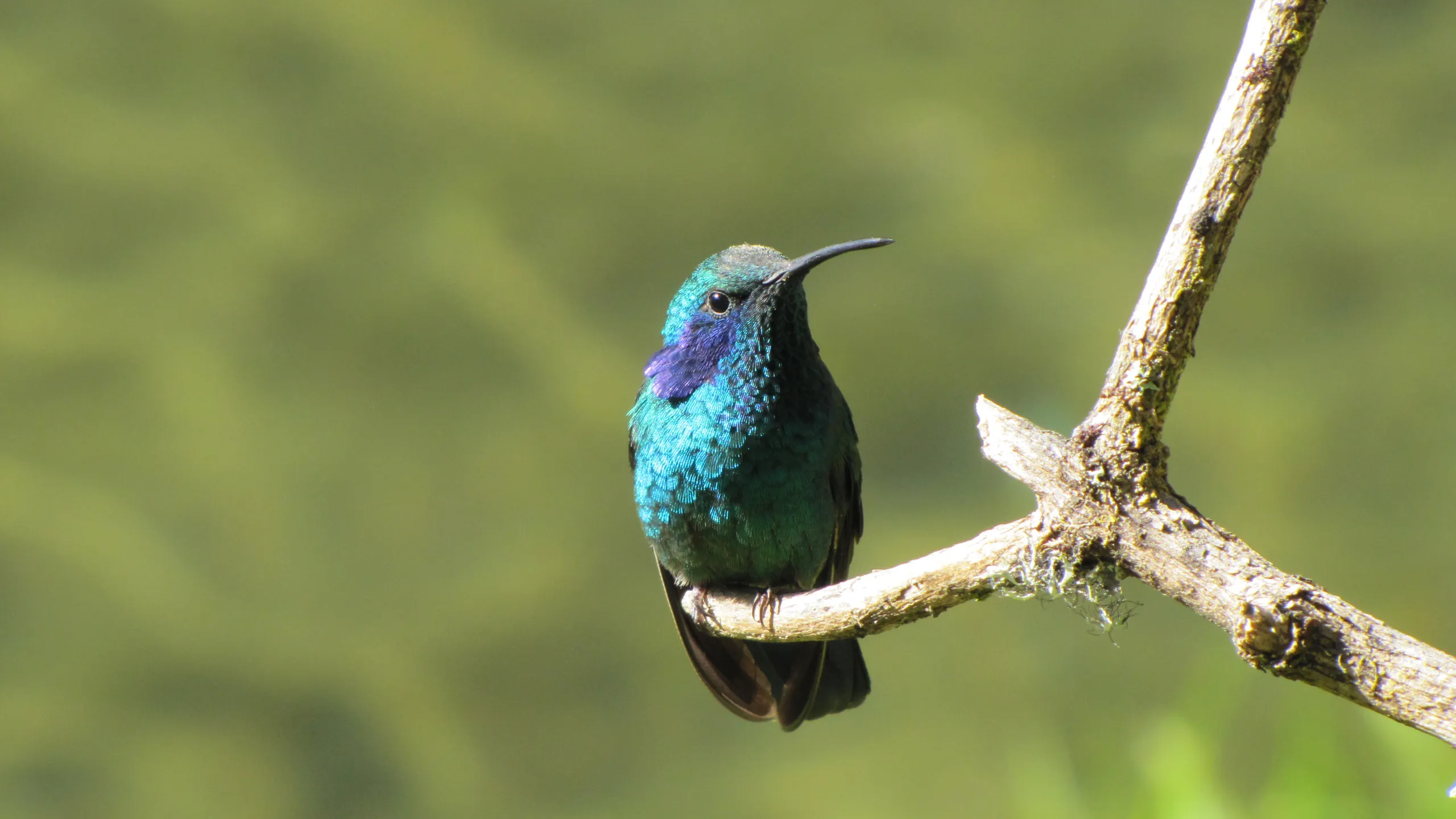 Hummingbird Feeders, Canopy Tower — live webcam view over Semaphore Hill, Soberanía National Park, Panama