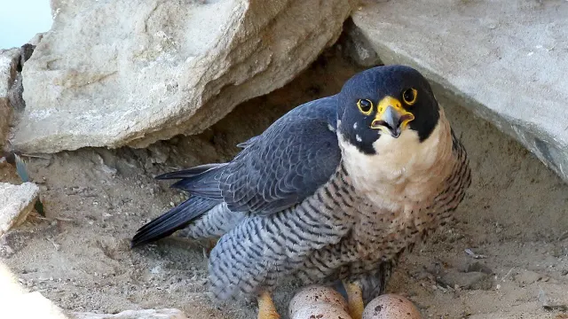 Peregrine Falcon Nest Box — Charles Sturt University, Orange