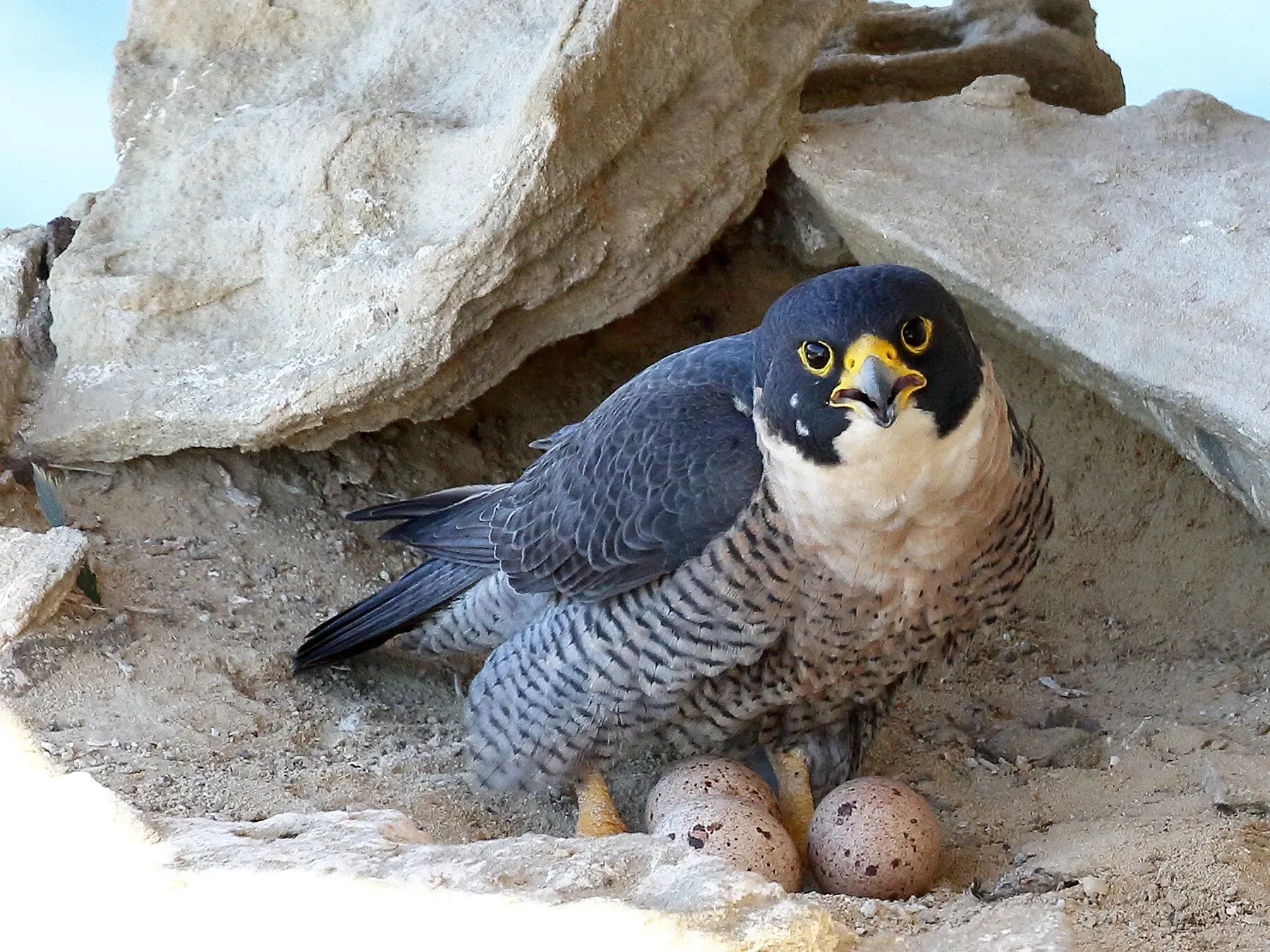 Peregrine Falcon Nest Box — live webcam view over Charles Sturt University, Orange, Australia