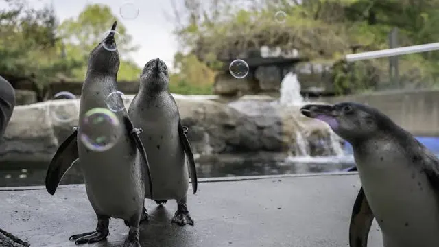 Pittsburgh Zoo Penguins — Pittsburgh, Pennsylvania