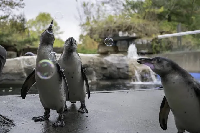 Pittsburgh Zoo Penguins — live webcam view over Pittsburgh, Pennsylvania, United States