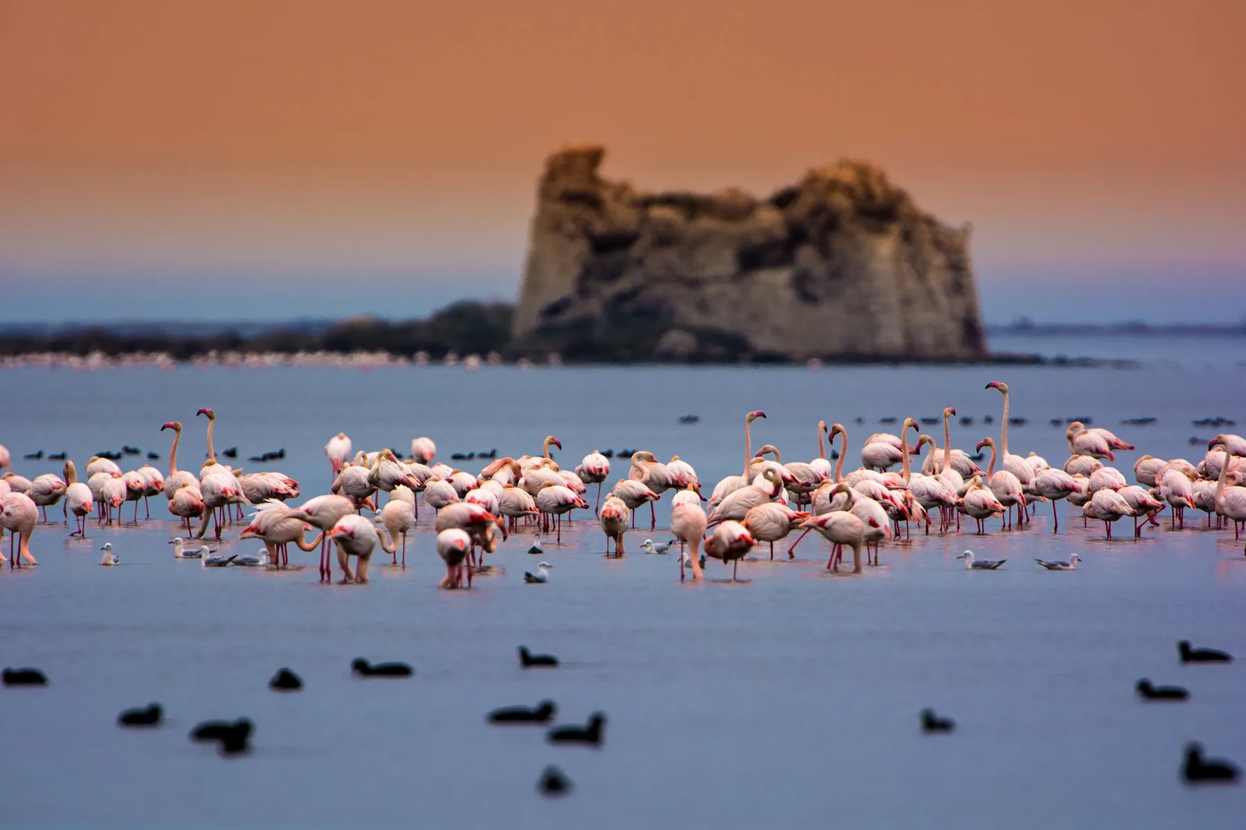 Riet Vell Lagoon, Ebro Delta: live webcam view over Riet Vell reserve, Amposta, Spain