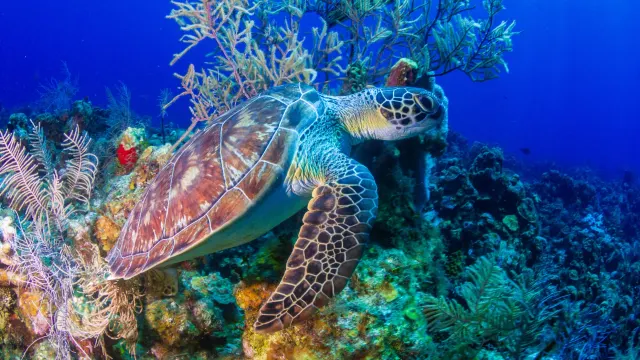 Roatán Coral Reef — Roatán