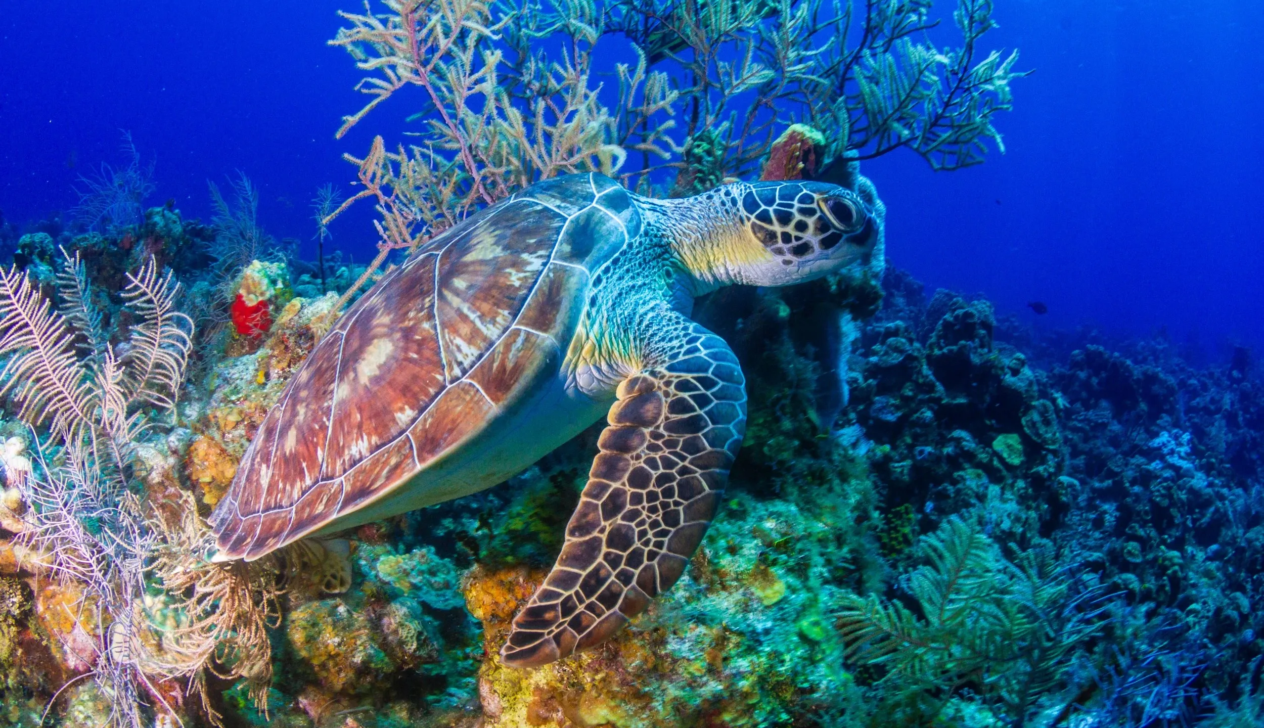 Roatán Coral Reef — Roatán