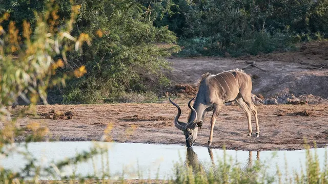 Rosie's Pan — Greater Kruger, Limpopo