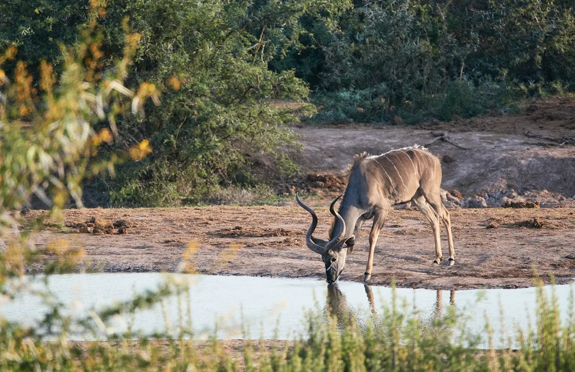 Rosie's Pan — live webcam view over Greater Kruger, Limpopo, South Africa