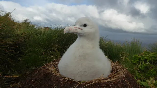 Royal Albatross Nest, Taiaroa Head — Taiaroa Head, Otago Peninsula