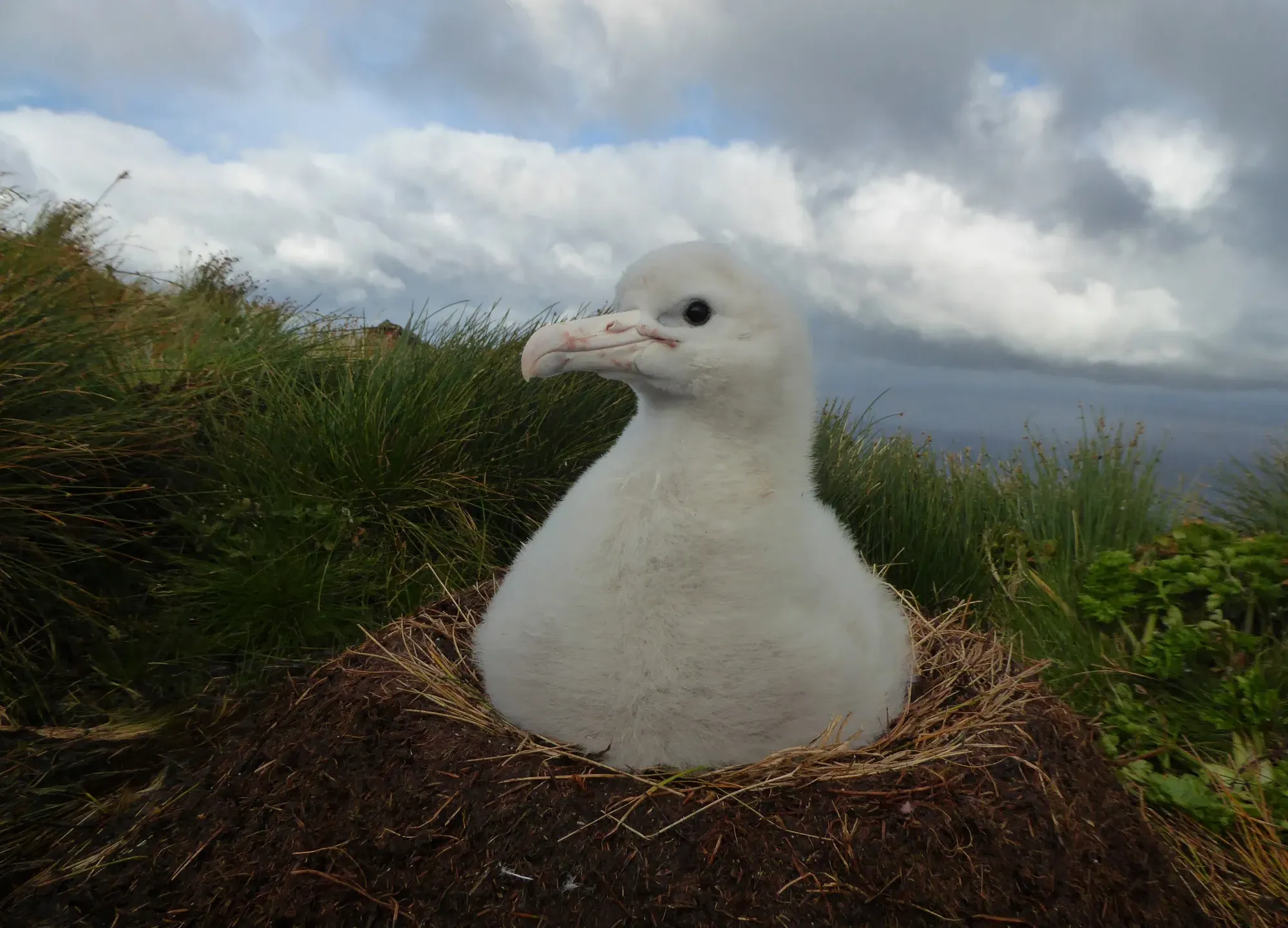 Royal Albatross Nest, Taiaroa Head — live webcam view over Taiaroa Head, Otago Peninsula, New Zealand