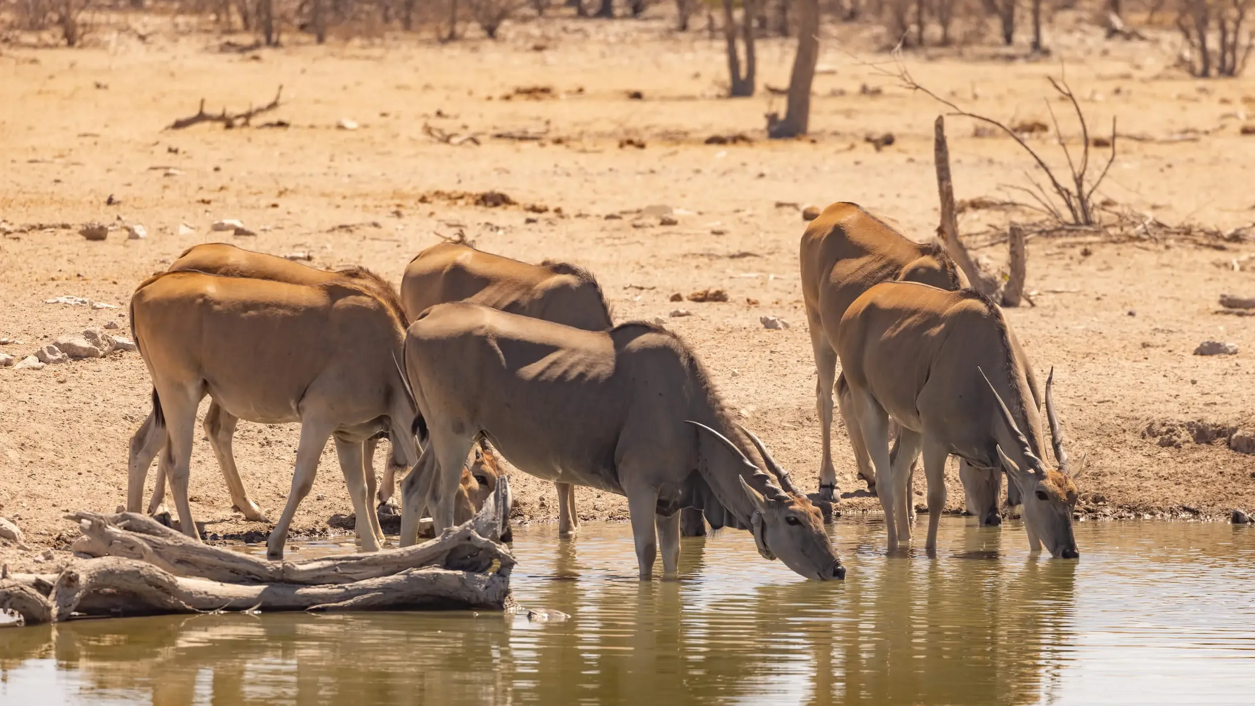 Safarihoek — live webcam view over Etosha Heights, Kunene, Namibia