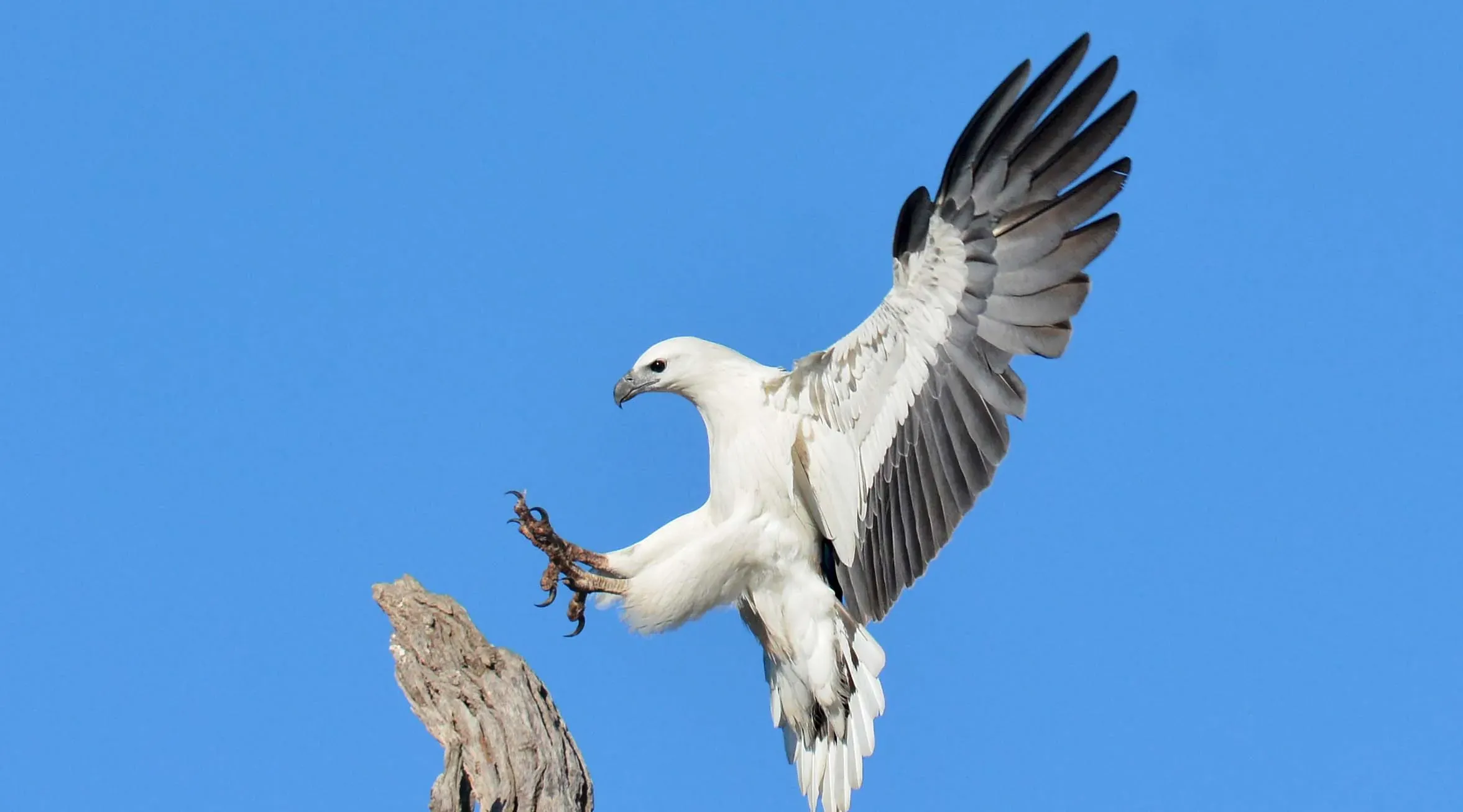 Sea-Eagle Nest — live webcam view over Newington Nature Reserve, Sydney, Australia