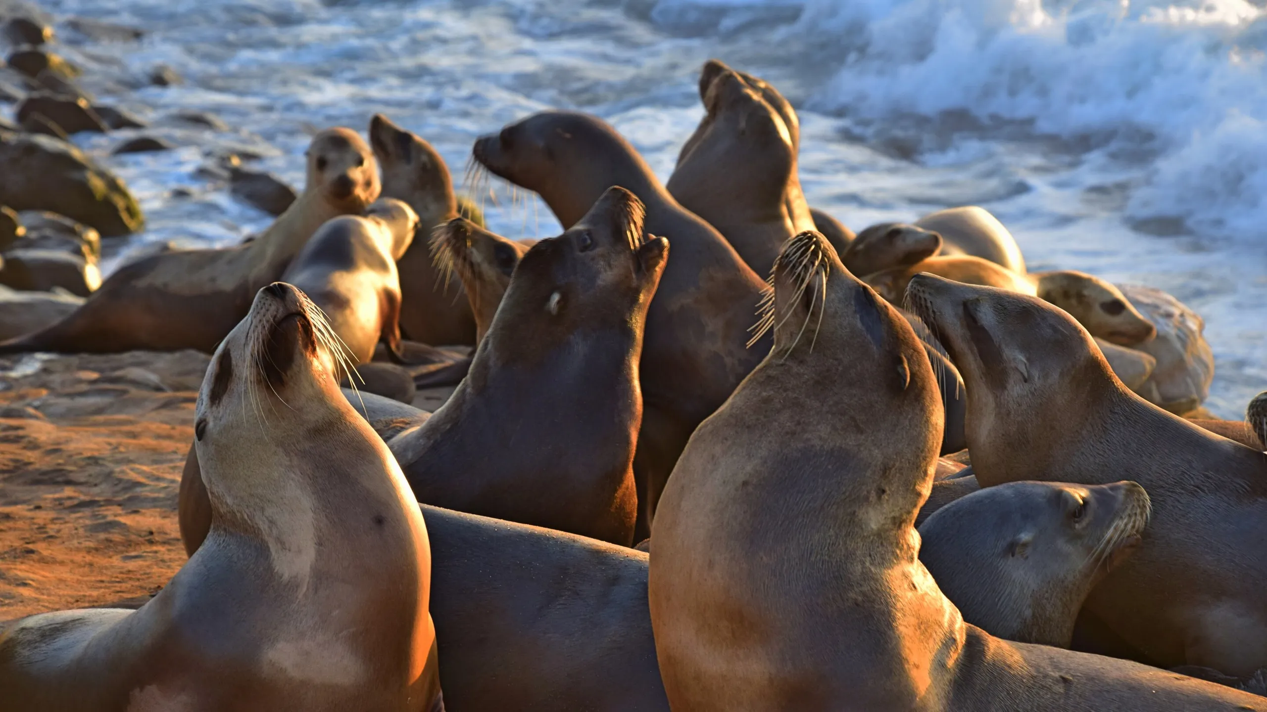 Sea Lion Beach — Hanson Island, British Columbia