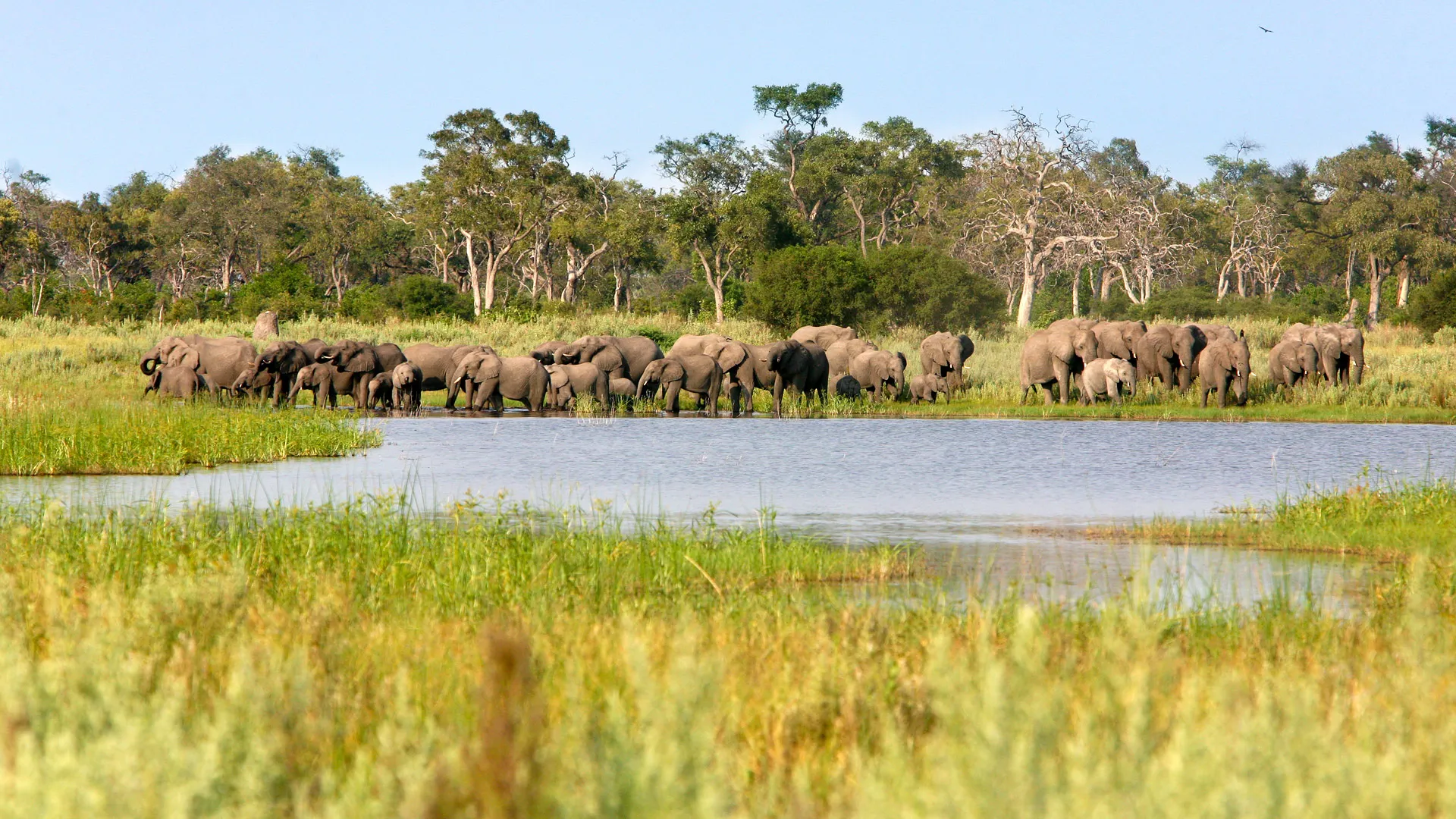 The Basin Hide — Selinda Reserve, Botswana