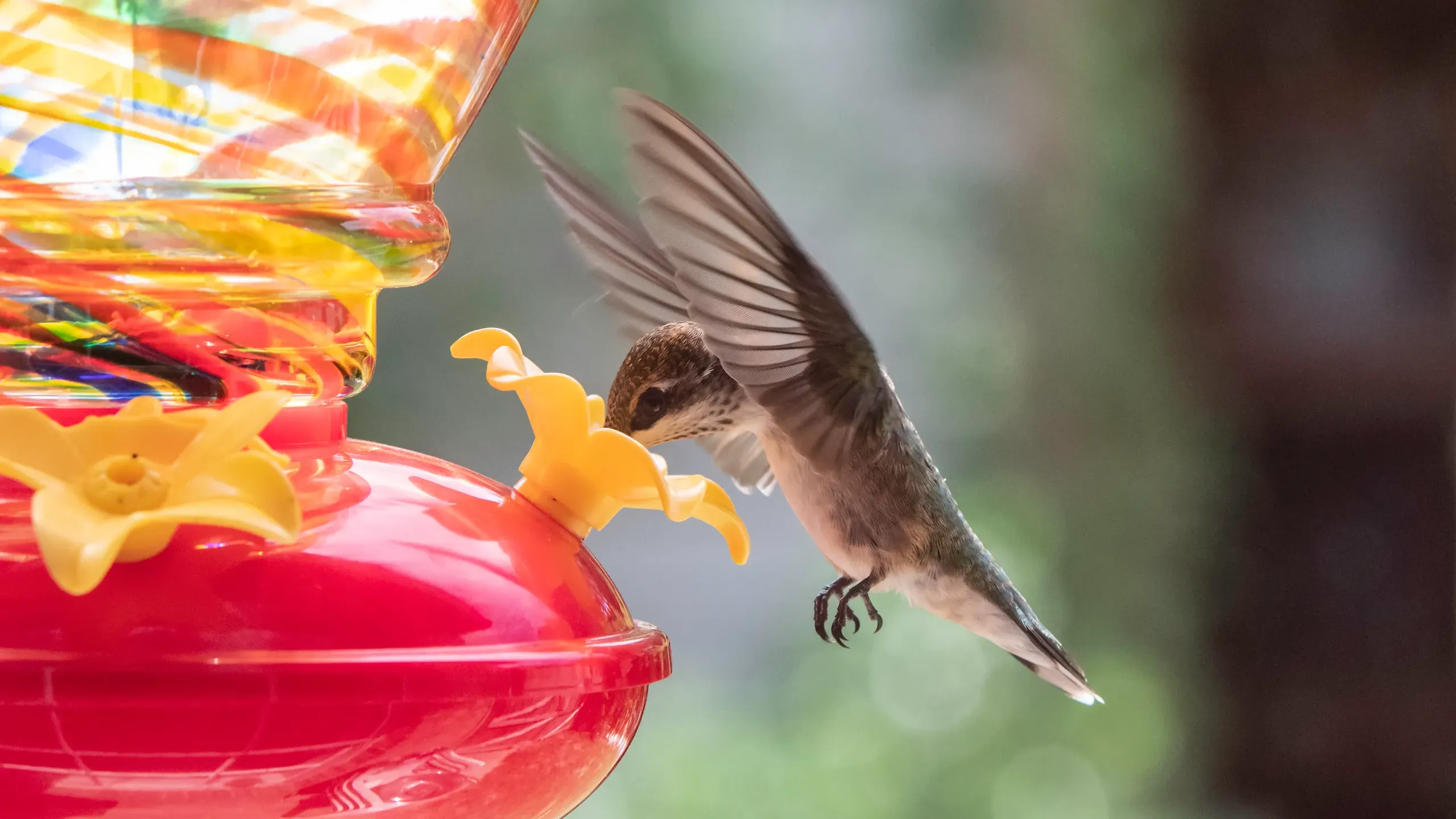 Hummingbird Feeder, Simi Valley — live webcam view over Simi Valley, Ventura County, United States