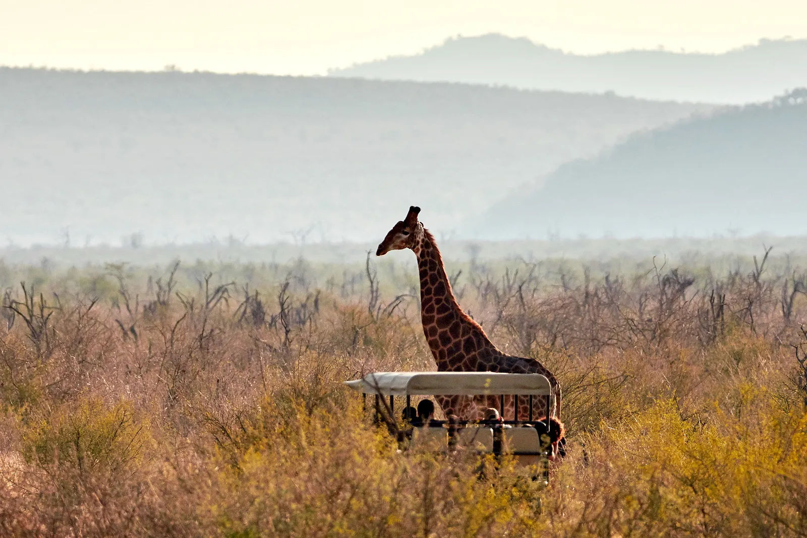 Tau Game Lodge, Madikwe — live webcam view over Madikwe Reserve, North West, South Africa