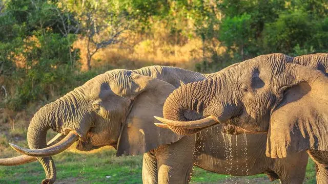 Tembe Elephant Park — KwaZulu-Natal