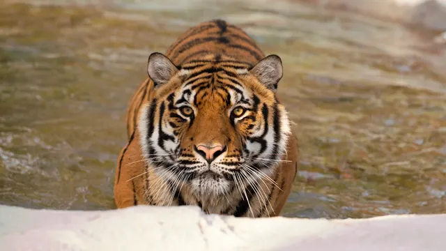 Sibling Tigers, Turpentine Creek, Turpentine Creek Wildlife Refuge, Eureka Springs