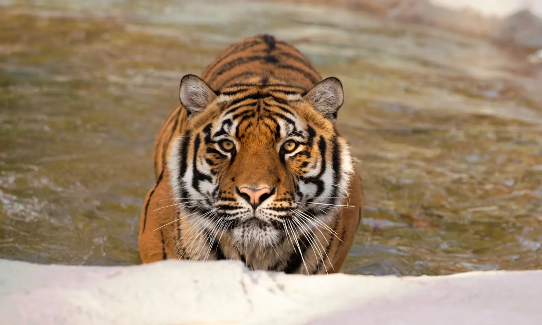 Sibling Tigers, Turpentine Creek: live webcam view over Turpentine Creek Wildlife Refuge, Eureka Springs, United States