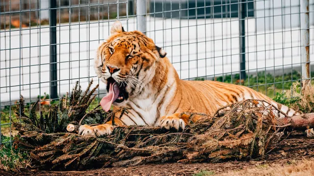 Tiger Cam, Turpentine Creek, Turpentine Creek Wildlife Refuge, Eureka Springs